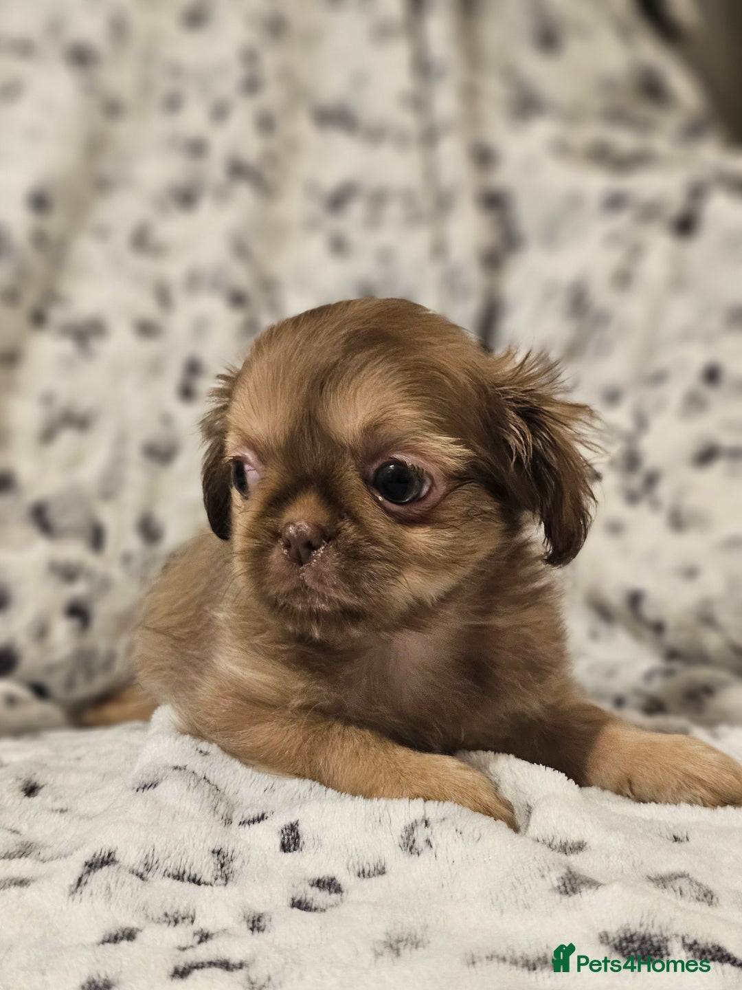 Shih Tzu dogs for sale: Beautiful shih tzu puppies  - Advert 21