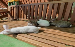 Mixed Breed rabbits for sale: Rabbits for sale  - Image 2