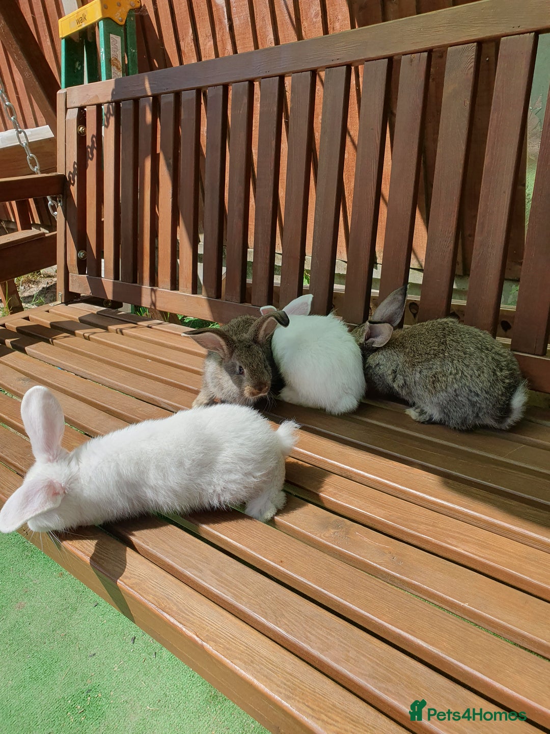 Mixed Breed rabbits for sale: Rabbits for sale  - Image 2