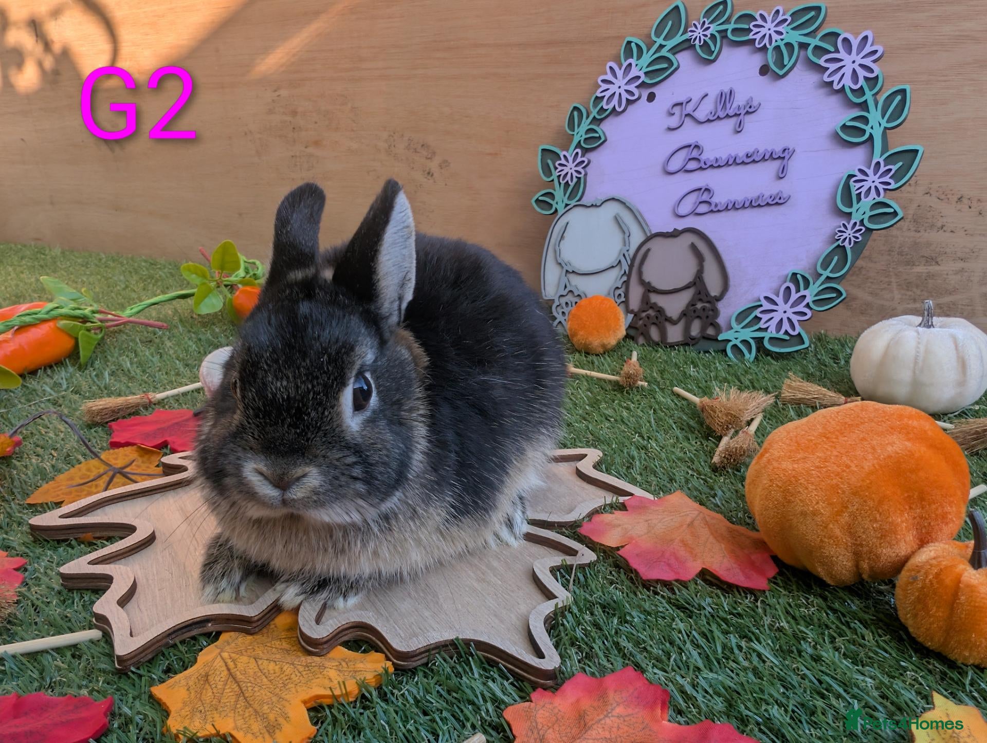Netherland Dwarf rabbits Beautiful babies  - Advert 2