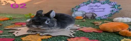 Netherland Dwarf rabbits for sale: Beautiful babies  - Advert 3