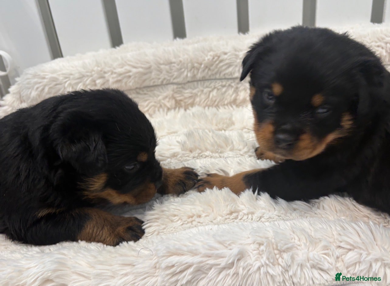 Rottweiler dogs Beautiful litter of Rottweiler puppies  - Advert 1