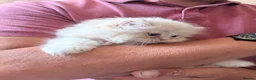 Mixed Breed cats for sale: Beautiful Persian cross kittens  - Advert 20