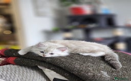 Ragdoll cats for sale: Ragdoll kittens - Image 6