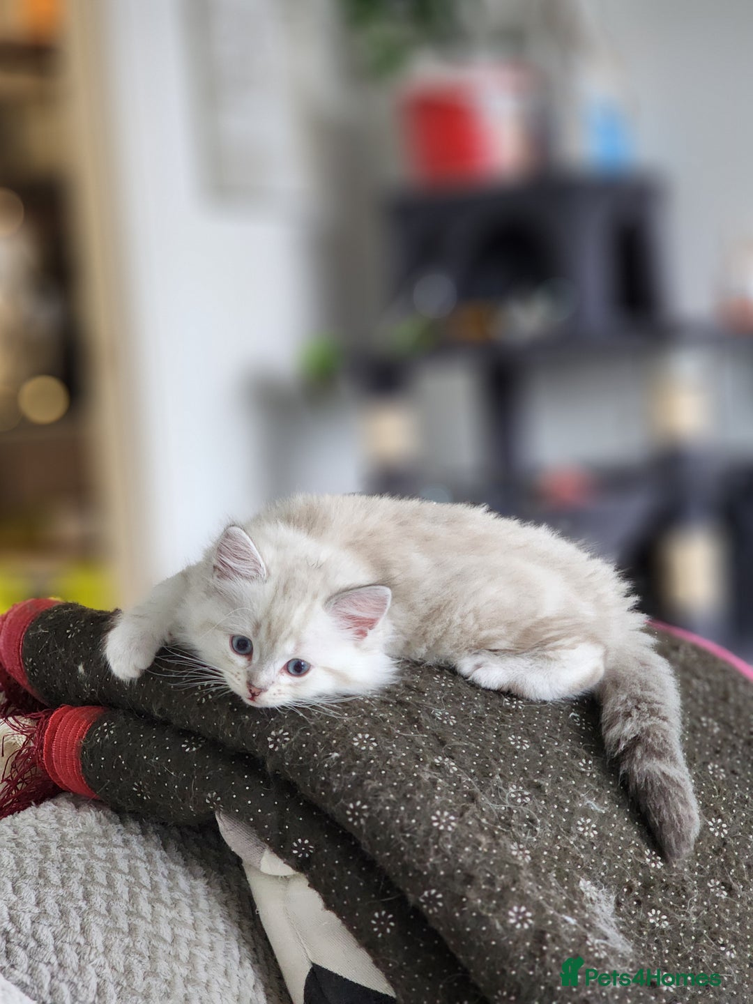 Ragdoll cats for sale: Ragdoll kittens - Image 6