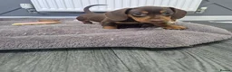 Miniature Dachshund dogs for sale: 2 pups available  - Advert 6