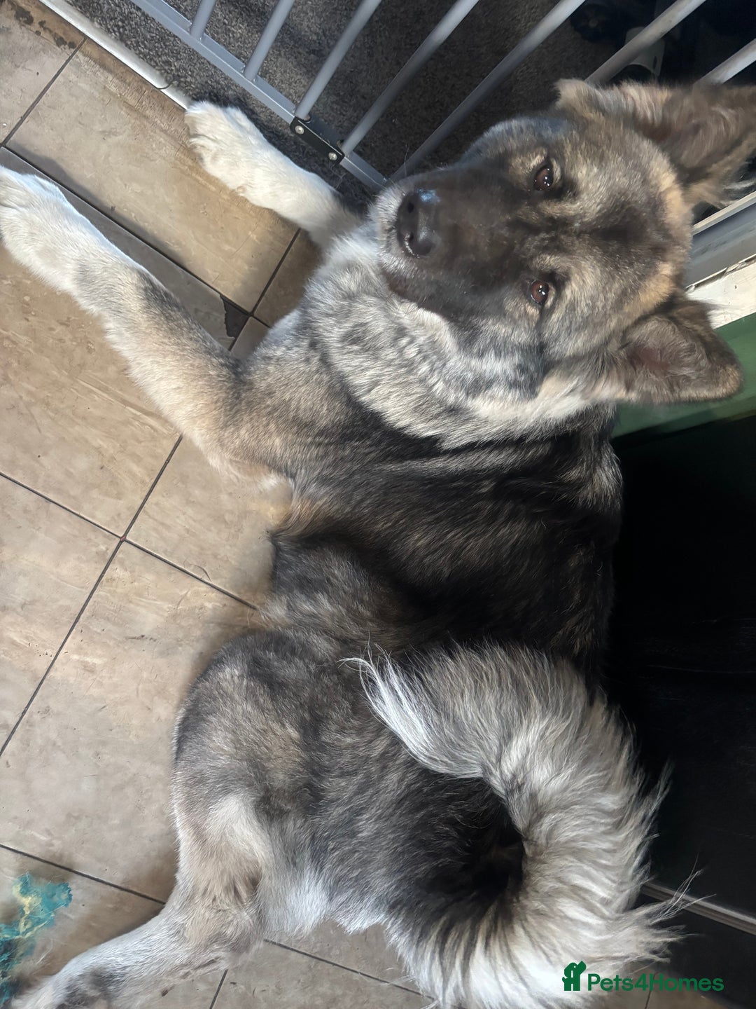 Akita dogs for sale: American Akita puppies - Advert 1