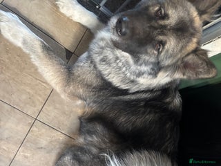 Akita dogs American Akita puppies - Advert 1