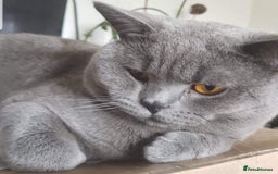 British Shorthair cats for stud: 💣👑Blue British Shorthair👑💣  in Brierley Hill - Image 4