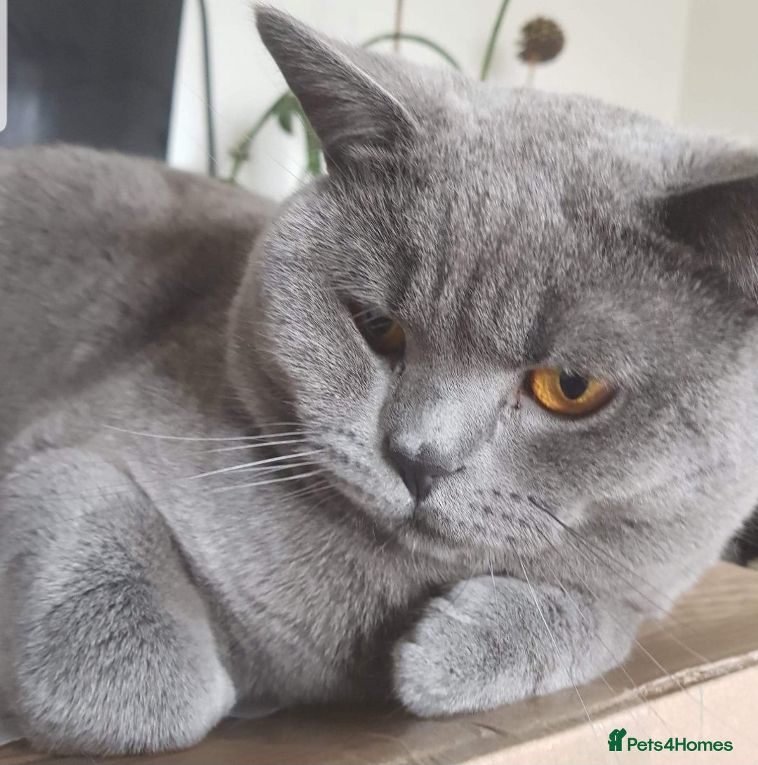 British Shorthair cats for stud: 💣👑Blue British Shorthair👑💣  in Brierley Hill - Image 4