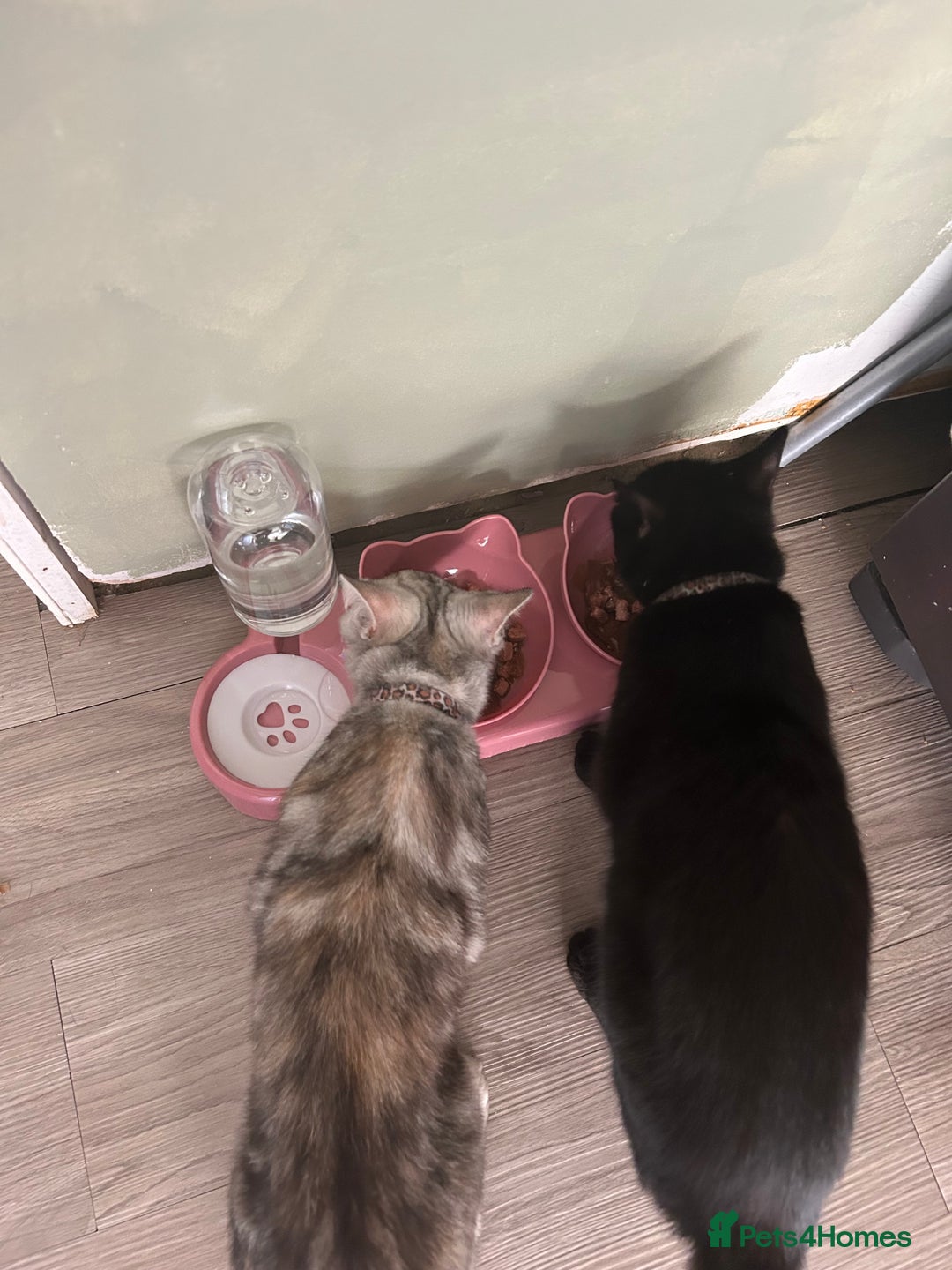 Mixed Breed cats for sale: Beautiful mixed breed girl for sale - Advert 4