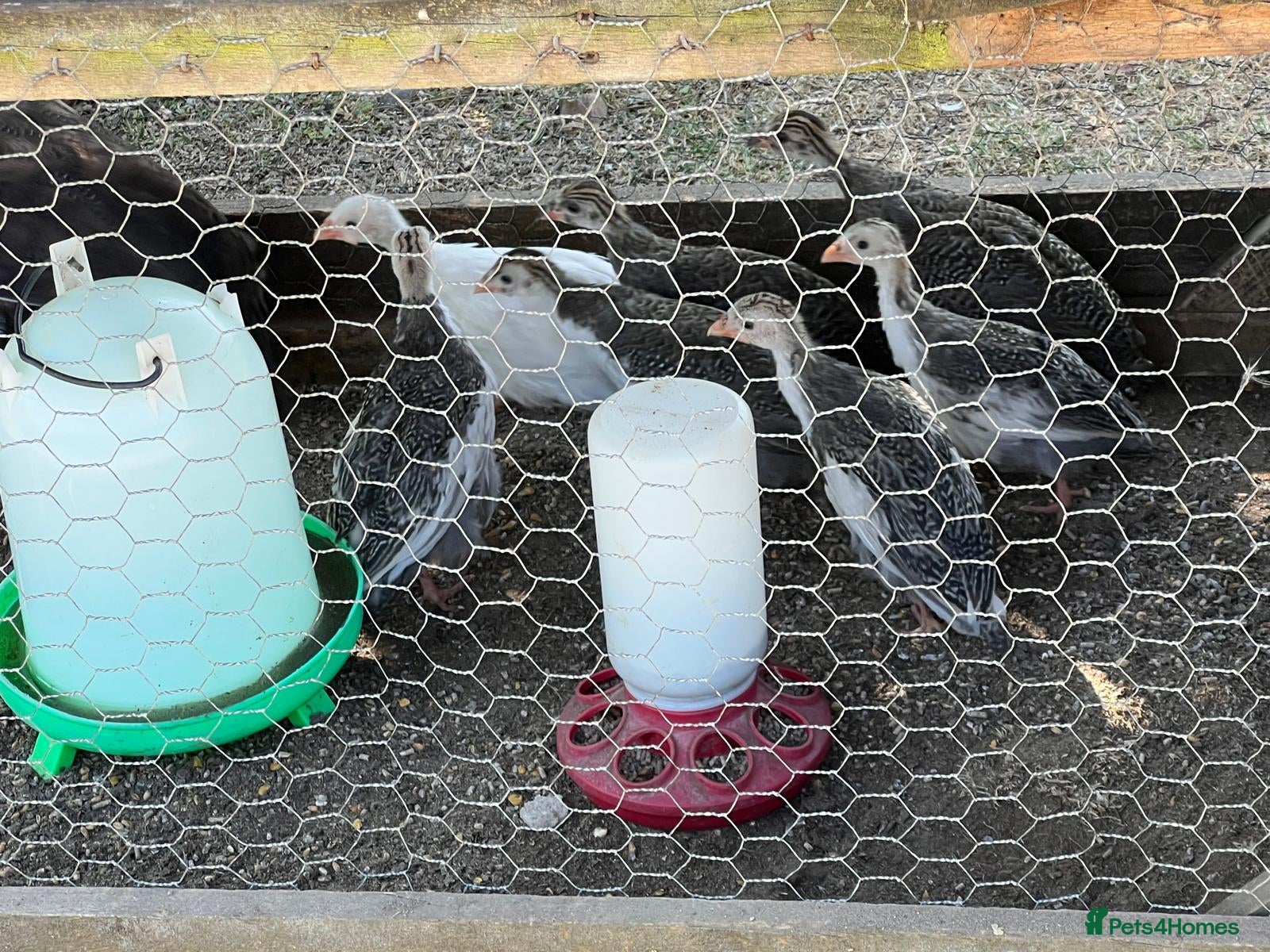 Guinea Fowl poultry Guinea fowl keets  - Advert 2