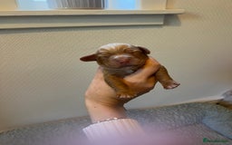 Cocker Spaniel dogs for sale: 🐶Cocker Spaniel Pups Looking for Forever Family🐶 - Image 19
