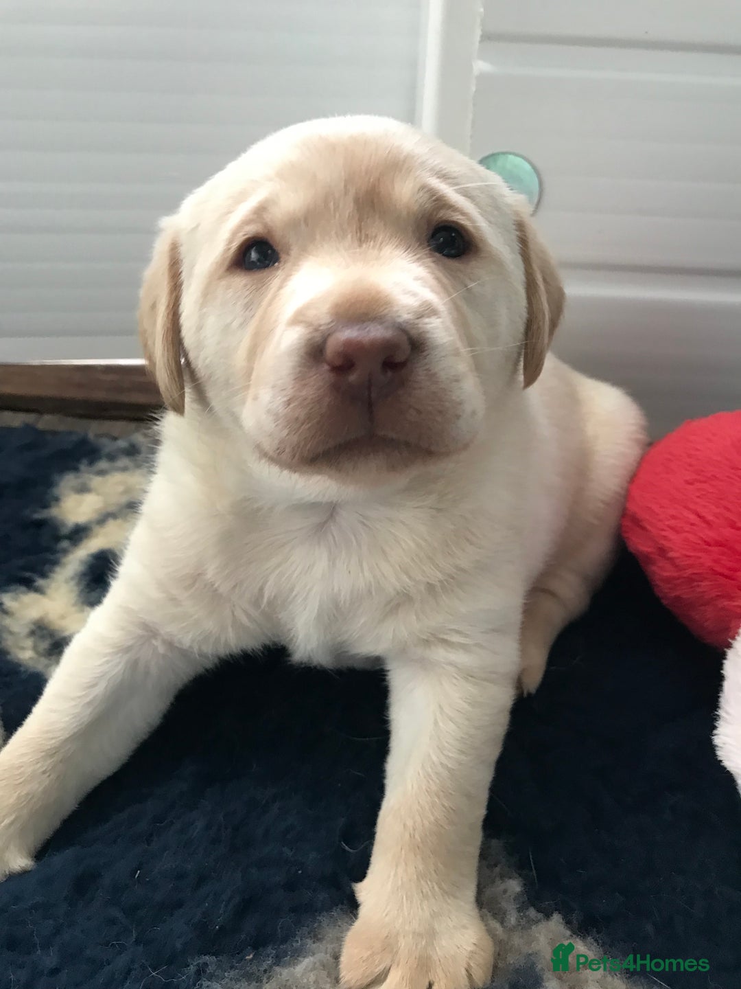Labrador Retriever dogs for sale: Chunky KC Registered Labrador puppies - Image 26