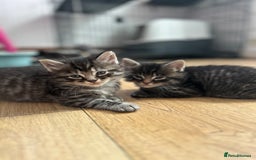 Maine Coon cats for sale: Ragcoon polydactyl kittens - Image 19