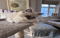 Ragdoll cats for sale: 4 Ragdoll kittens looking for their  forever home - Image 6