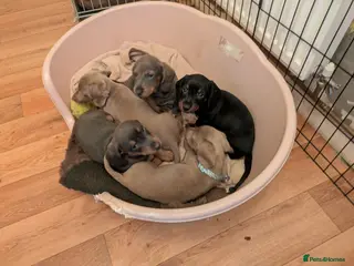 Miniature Dachshund dogs Miniature Dachshund Puppies - Advert 2