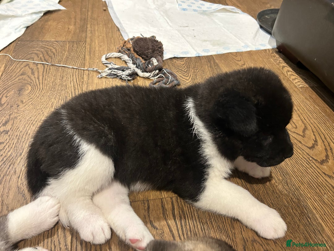 Akita dogs for sale: Akita Puppies for Sale - Advert 24