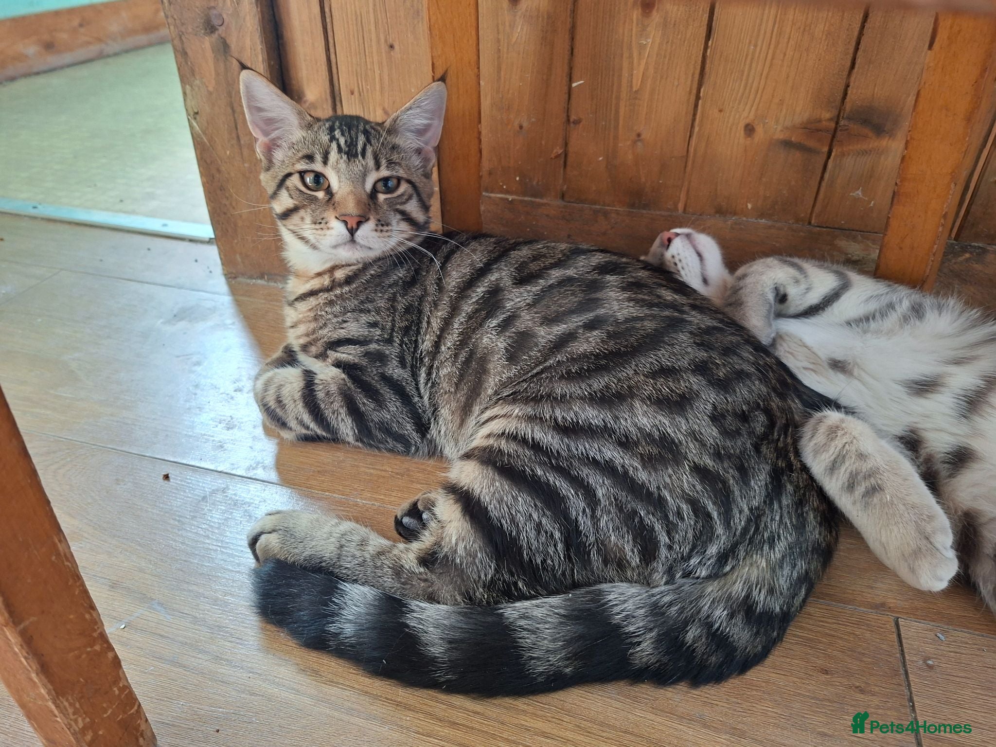 Mixed Breed cats Last 2 big boys, bengal ( mum Maine Coon) - Advert 7