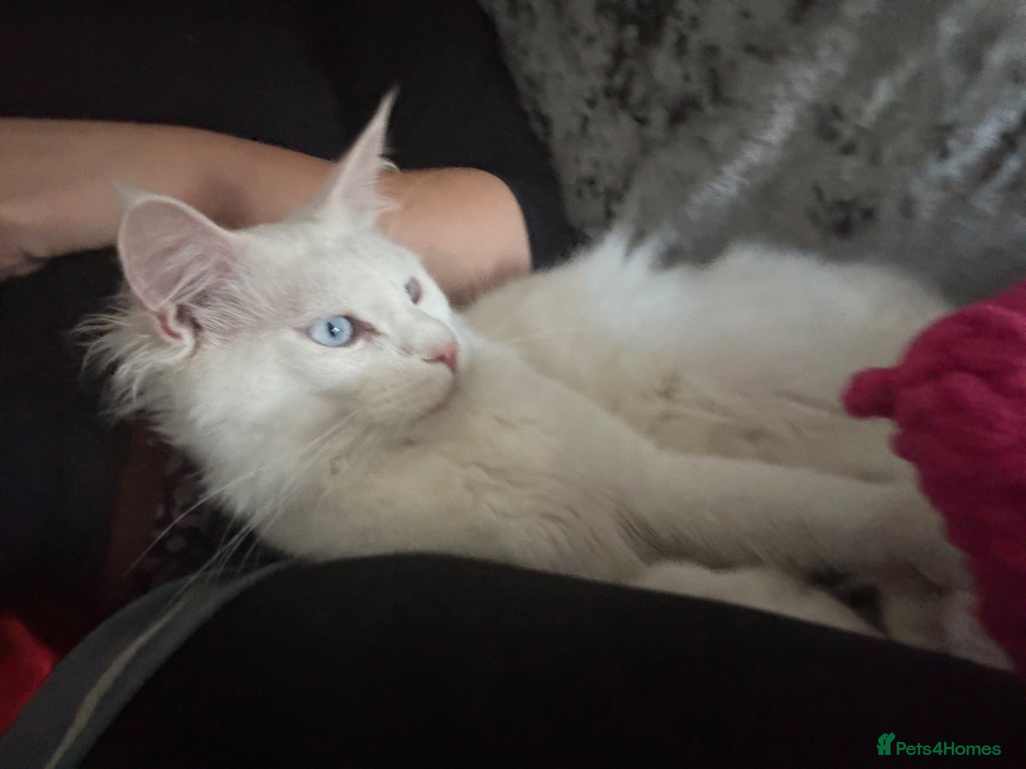 Maine Coon cats Mainecoon cat polydactyl male  - Advert 1
