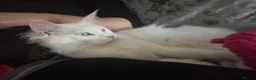 Maine Coon cats for sale: Mainecoon cat polydactyl male  - Advert 1