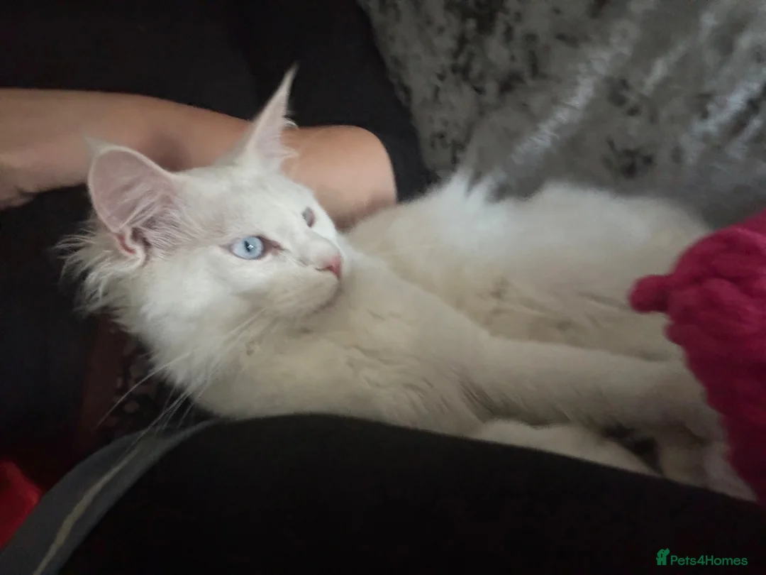 Maine Coon cats for sale: Mainecoon cat polydactyl male  - Advert 1