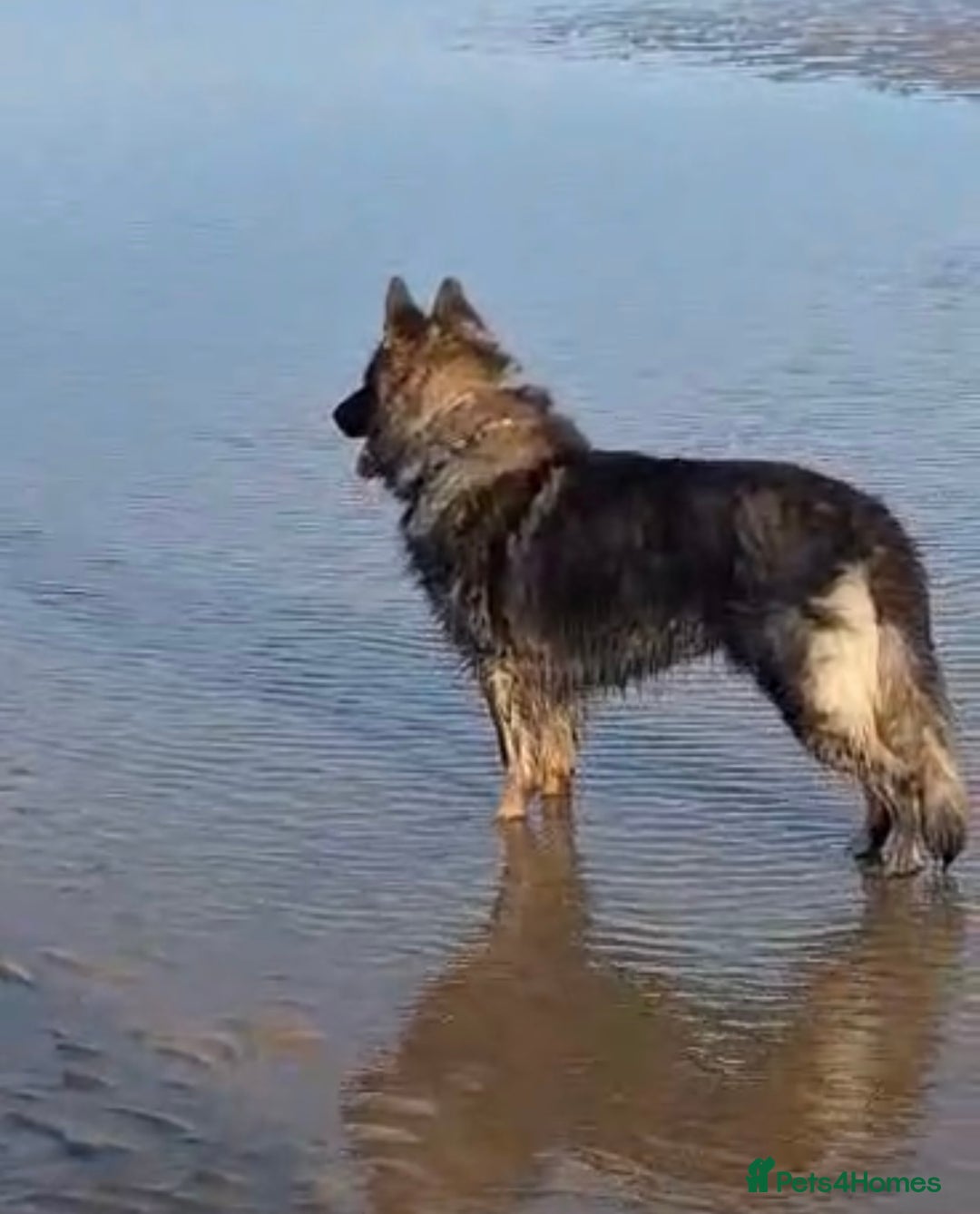 German Shepherd dogs for stud: German shepherd for stud  in Bexhill-on-Sea - Image 2