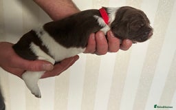 English Springer Spaniel dogs for sale: Gorgeous English Springer Spaniel Puppies - Advert 13