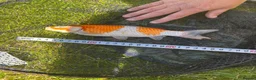 Koi Carp fish for sale: Pond closure in Dudley - Advert 3
