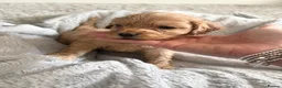 Cavapoo dogs for sale: ⭐ Ready today! F1 Health tested Cavapoos⭐ - Advert 32