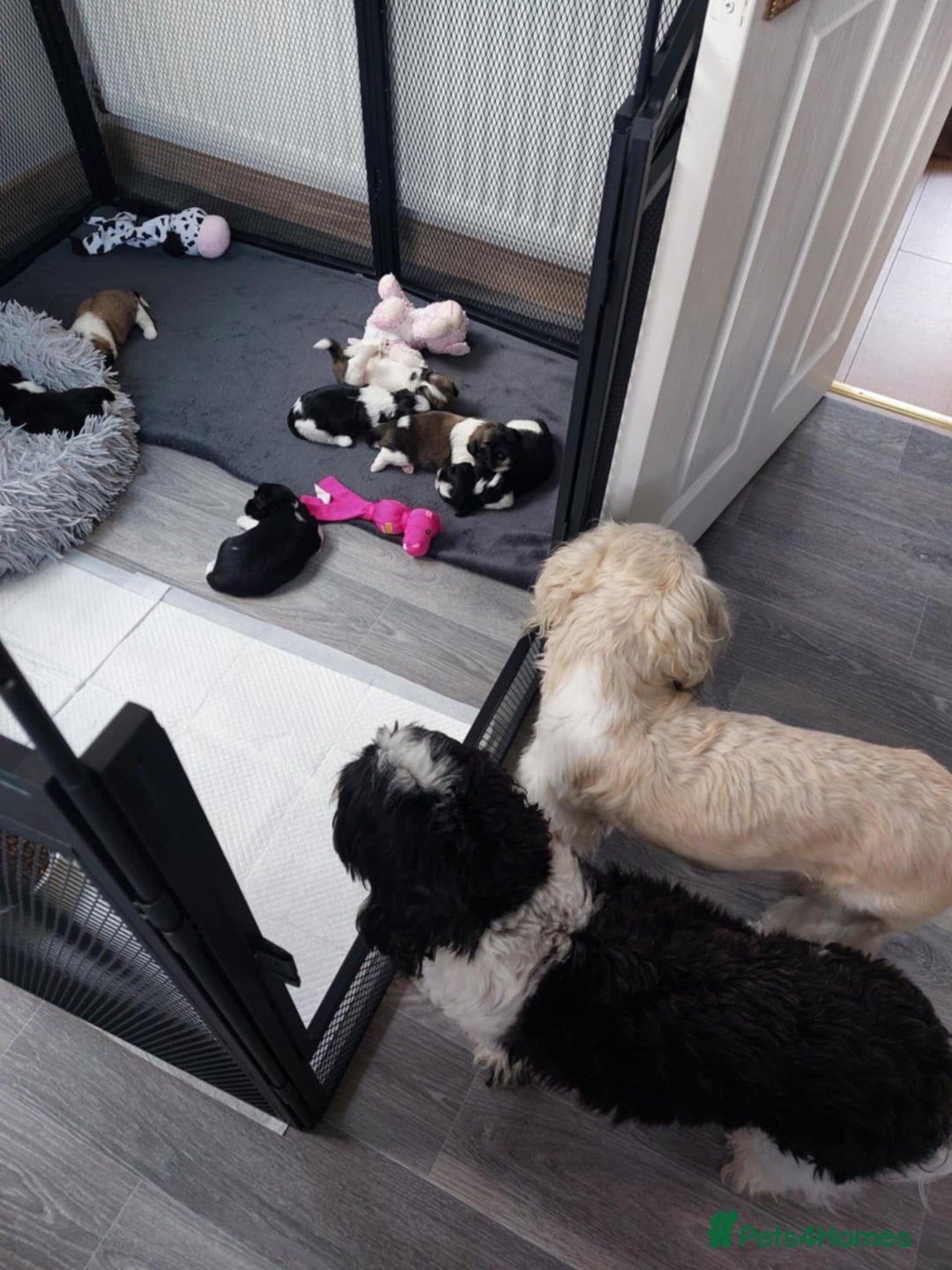 Shih Tzu dogs for sale: 🩷 Beautiful Shitzu Puppies 🩷 - Image 33