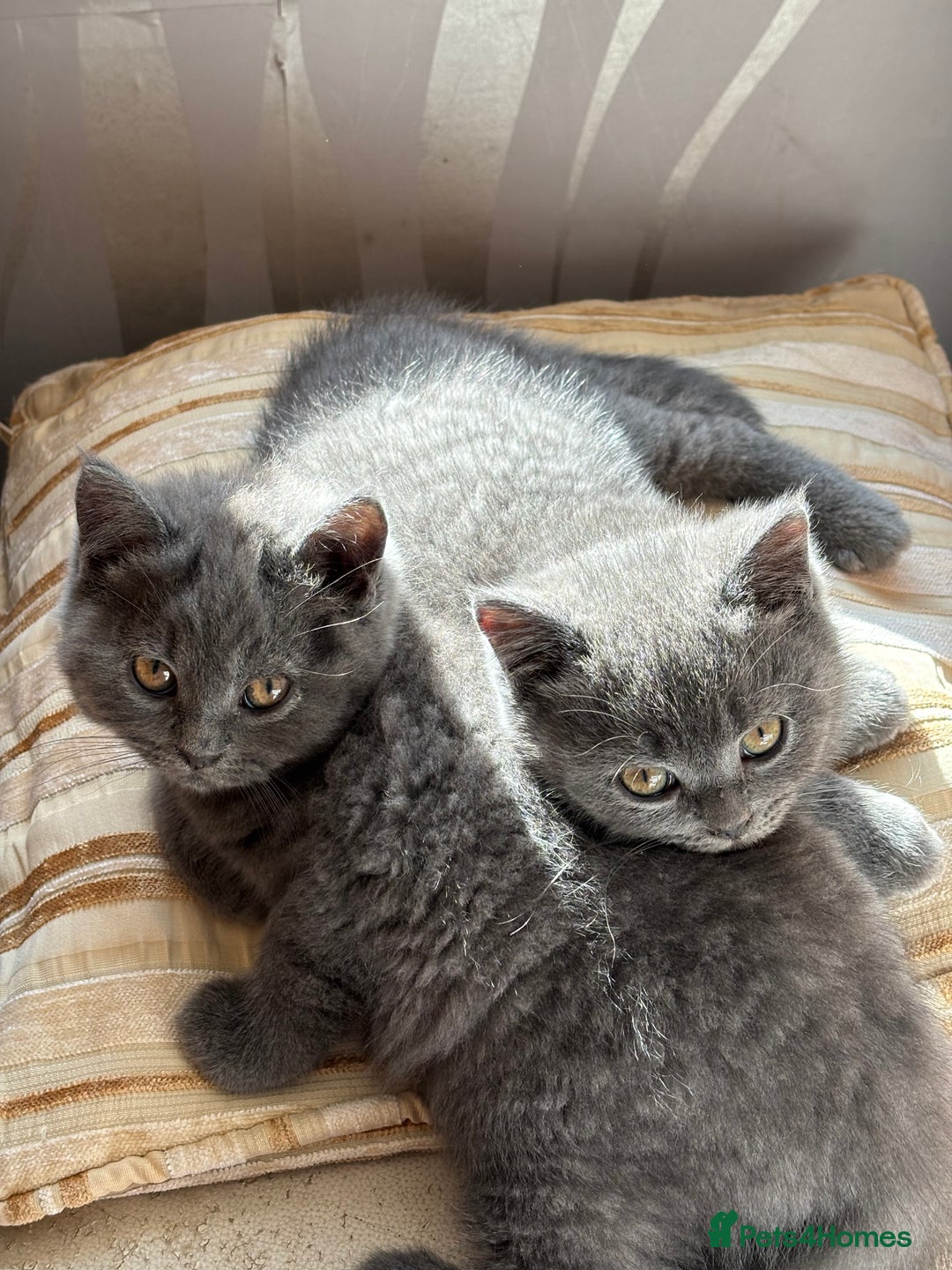 British Shorthair cats for sale: Beautiful British longhair  - Image 2