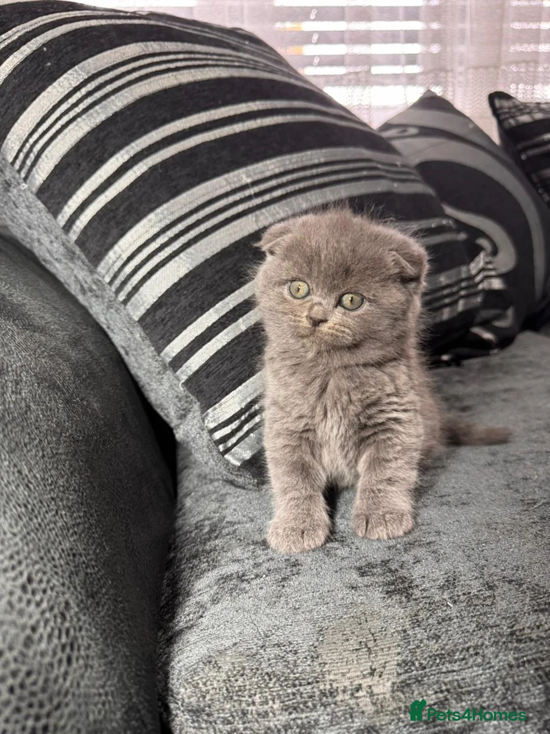 British Shorthair cats for sale: the boy with straight ears  - Advert 3