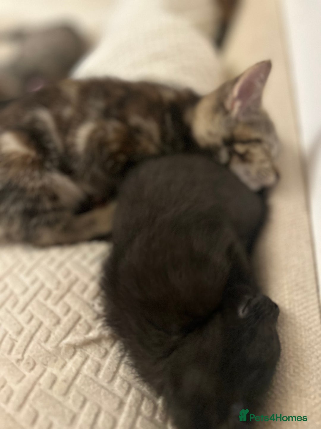 Mixed Breed cats for sale: Pretty little girls  - Image 13