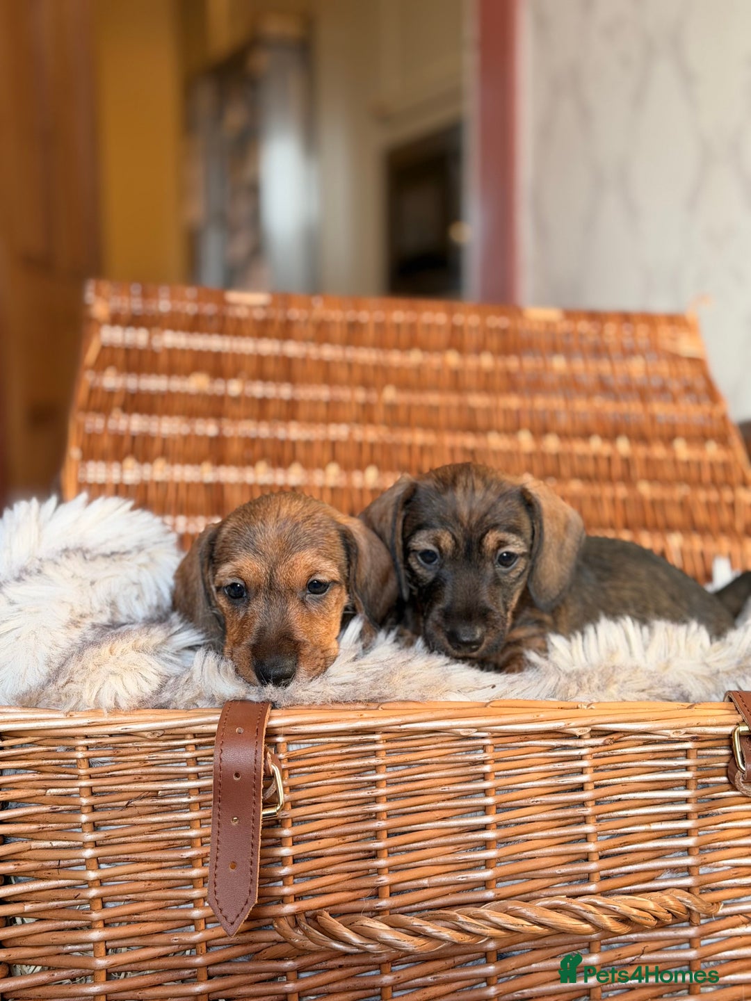 Miniature Dachshund dogs for sale: Miniature Wire haired Dachshund  - Advert 3