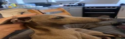 Italian Greyhound dogs for sale: Beautiful Italian Greyhound Puppies - Advert 2