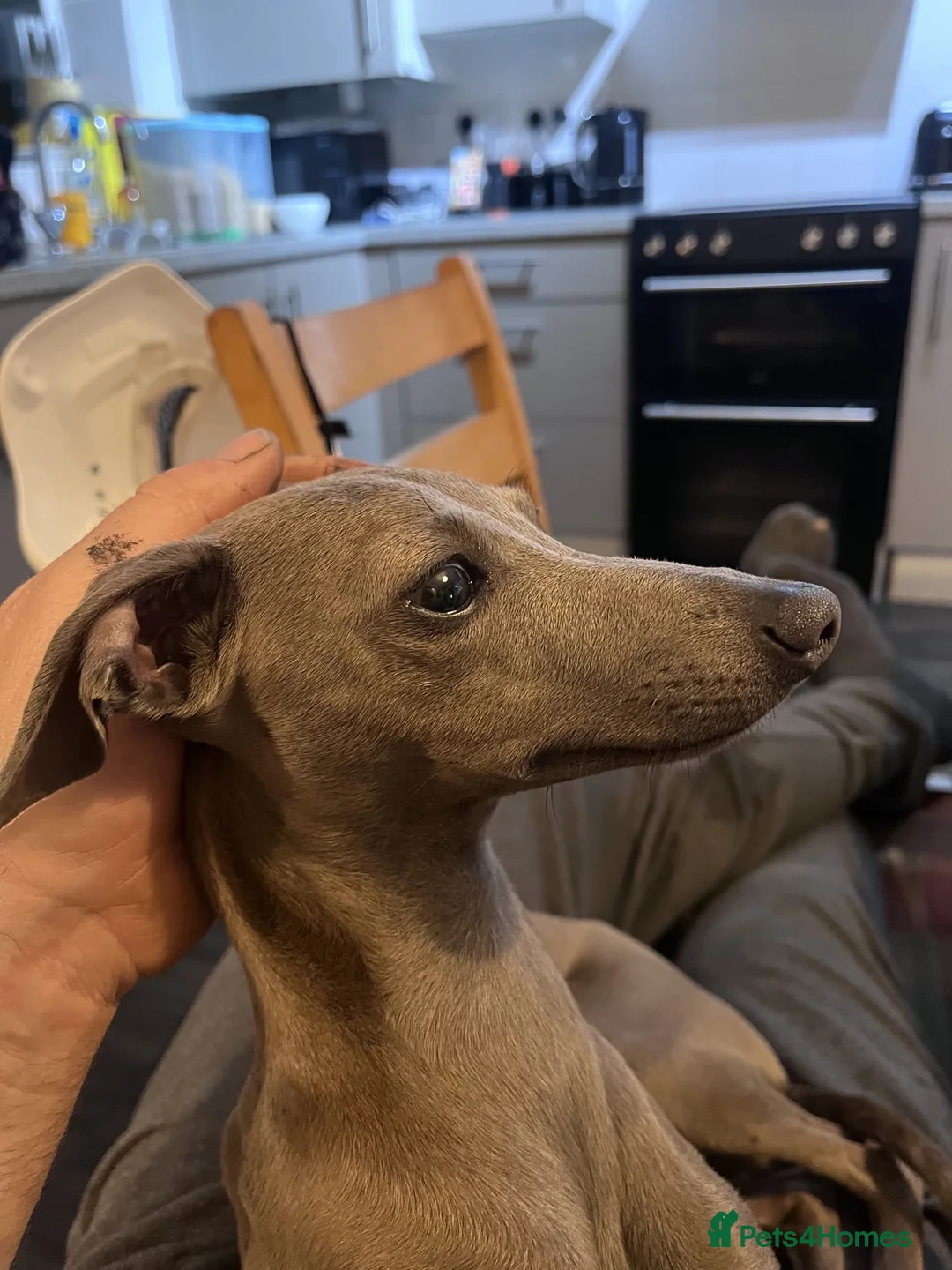 Italian Greyhound dogs for sale: Beautiful Italian Greyhound Puppies - Advert 2