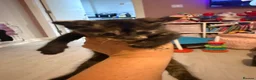 British Shorthair cats for sale: PLEASE READ ADVERT LAST TWO FEMALE KITTEN’S LEFT  - Advert 23