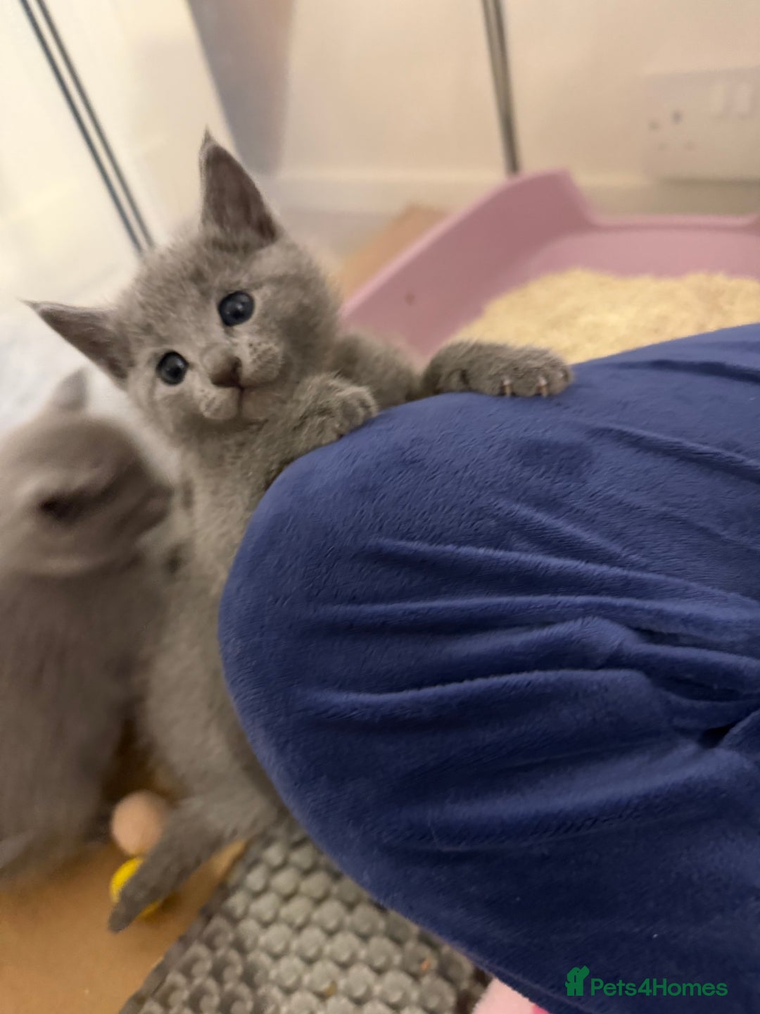 Russian Blue cats for sale: Russian blue TICA registered kittens  - Advert 6