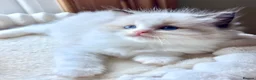 Ragdoll cats for sale: ✨🏆Pedigree, health clear . Ragdoll Kittens ✨🏆 - Advert 8