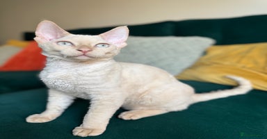 Devon Rex cats - Advert 7