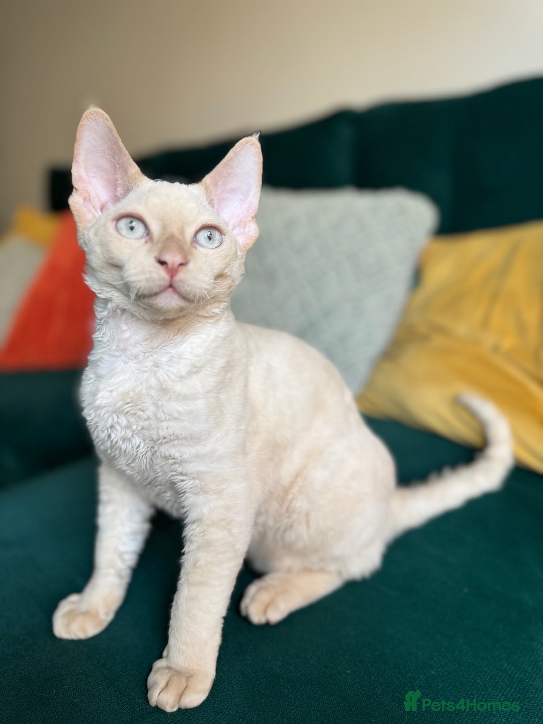 Devon Rex cats for sale: Amazing Boys Ready for 4ever home - Image 2