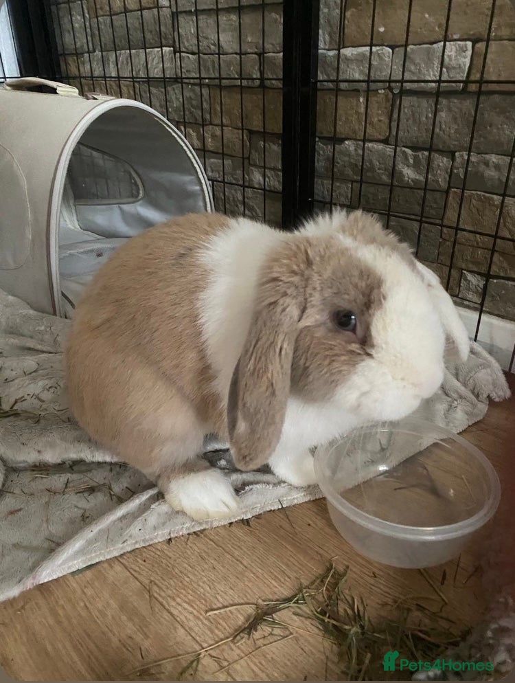 German Lop rabbits Looking for forever home!  in Waltham Cross - Advert 11