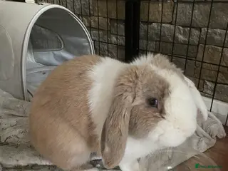 German Lop rabbits Looking for forever home! in Waltham Cross - Advert 11