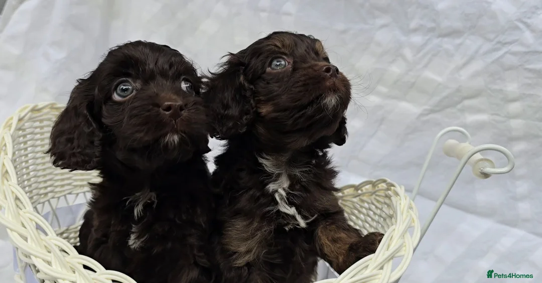 Cavapoo dogs for sale: Miniature rich chocolate & tan Cavapoo puppies  - Advert 40