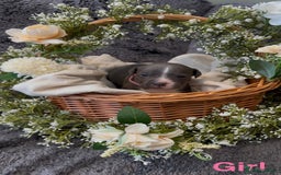 Staffordshire Bull Terrier dogs for sale: Stunning Staff Puppies  - Image 23
