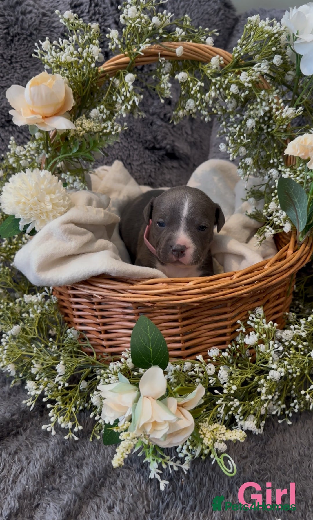 Staffordshire Bull Terrier dogs for sale: Stunning Staff Puppies  - Image 23