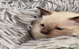 Siamese cats for sale: Old Style Siamese Kittens. Raised with love & care - Image 32