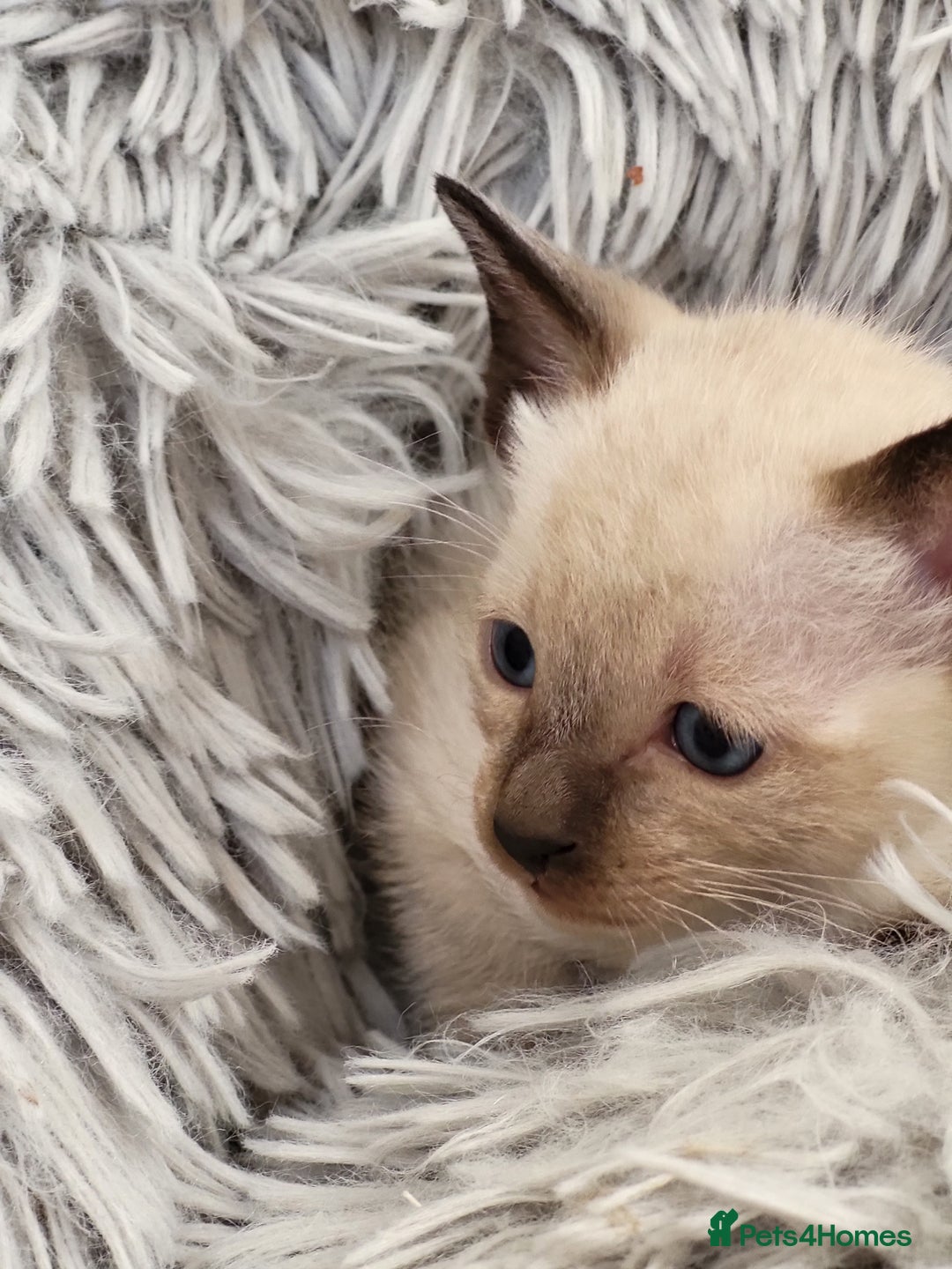 Siamese cats for sale: Old Style Siamese Kittens. Raised with love & care - Image 32