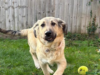 Mixed Breed dogs 🐾 WINNIE - a Lovely young Girl, for a Loving Home - Advert 3